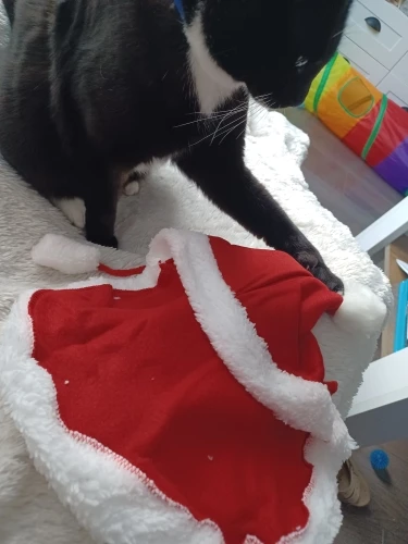 Disfarce de Natal para Gato