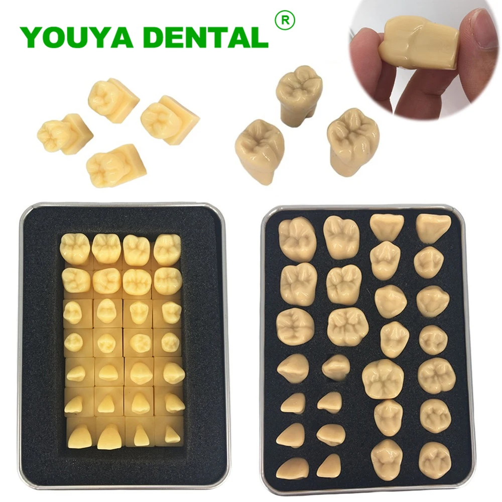 Carved Teeth Model Comparison Carving Tooth Model Dentist Dental