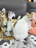 Photo Customization Pet-Shape Pillow With White Edge Personalized Cushions For Pet Friend Turn Pet Into 3D Pillow Sofa Car Decor 4
