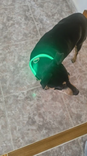 GlowSafe – Leuchtendes Halsband & Leine für maximale Sichtbarkeit bei Nacht photo review