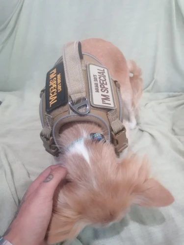Arnés Para Perro