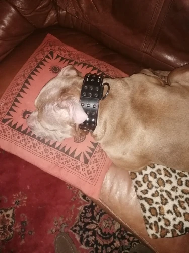 Studded Strength, Genuine Leather Collar for Mighty Breeds photo review