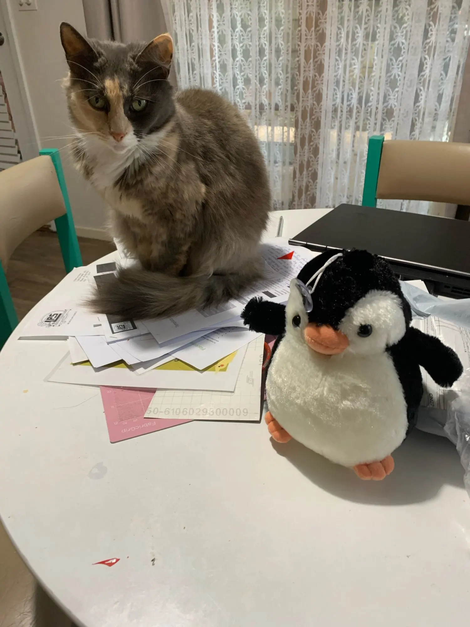 Pip the Chonky Penguin Plushie photo review