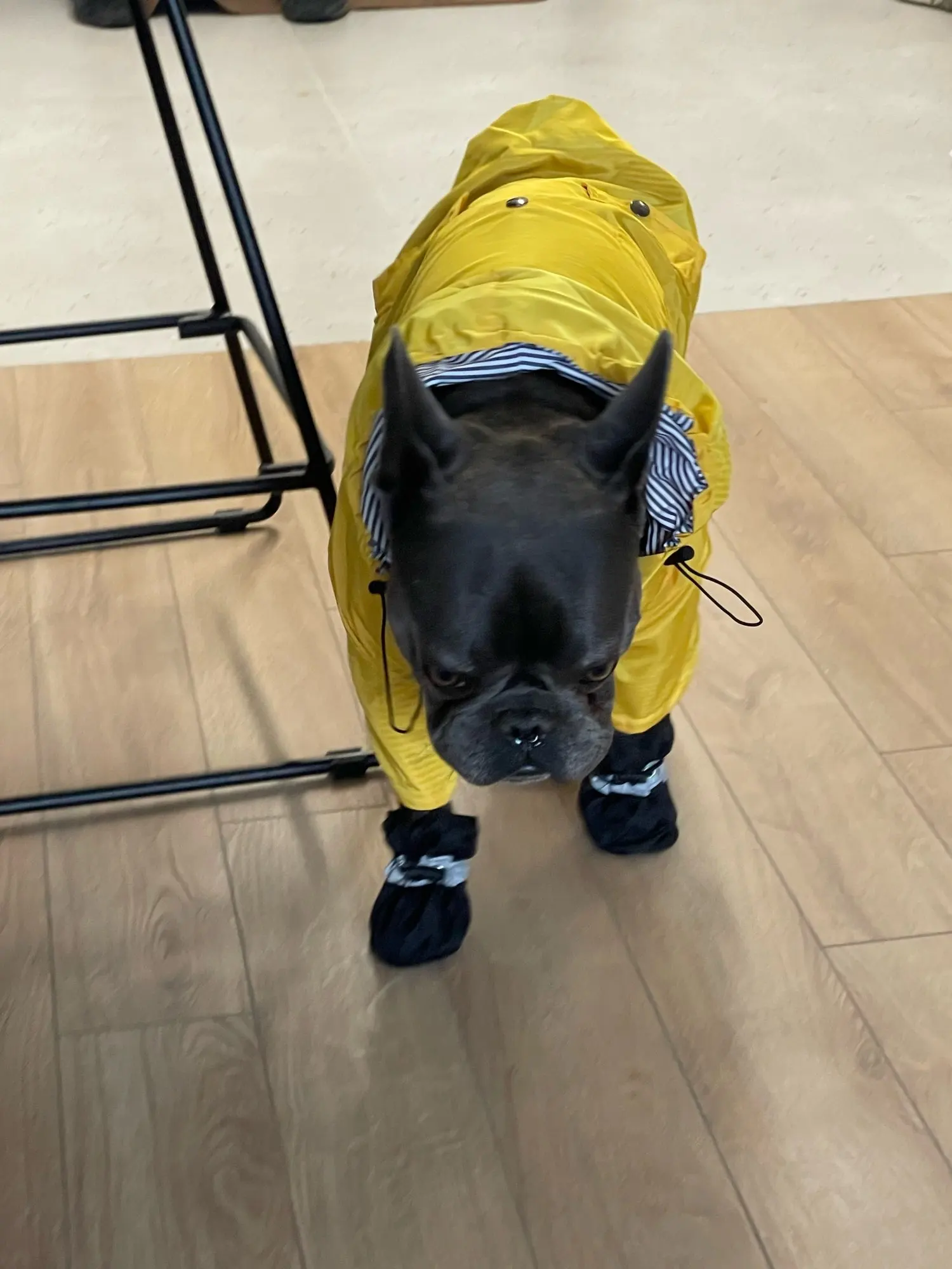 Rain Shoes - Waterproof Anti-slip For Dogs photo review