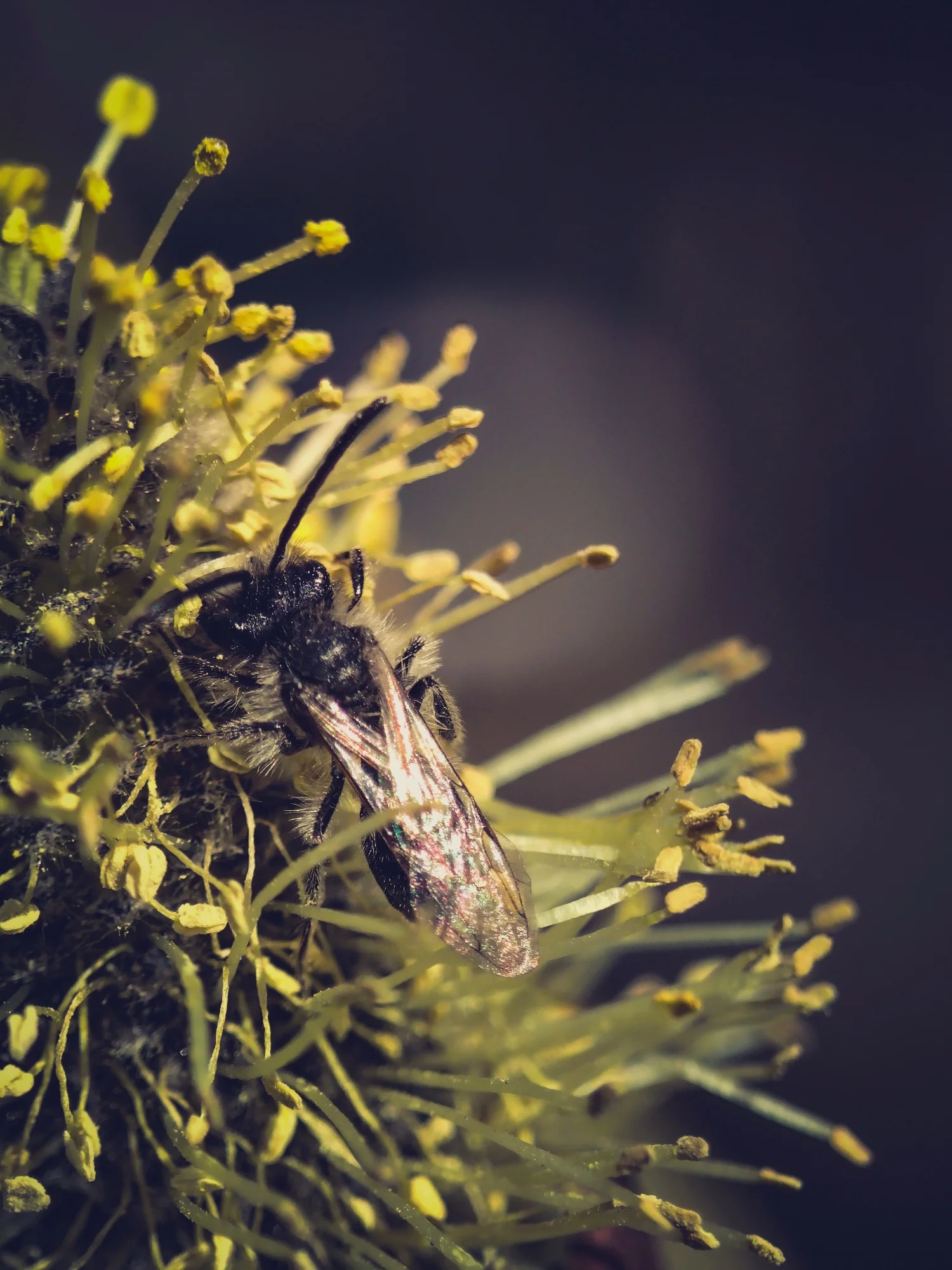 APEXEL New Upgrated 4k HD 100mm macro lens With CPL filter Universal Clamp Micro Lenses photo review