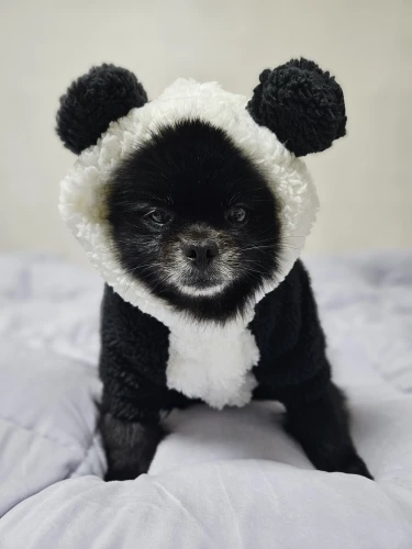 Panda Paws, Cozy Costume for Your Furry Friend photo review