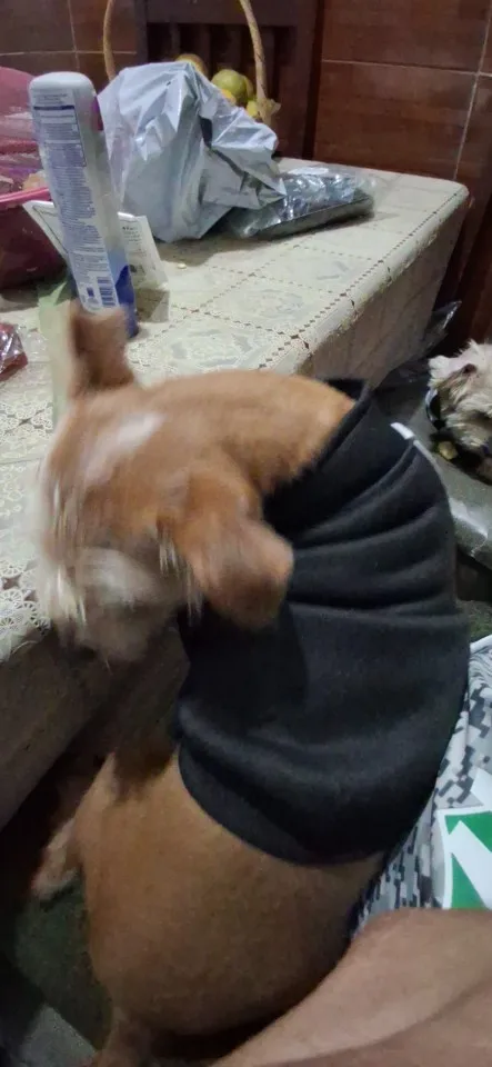Chamarra Para Perro "POMA"