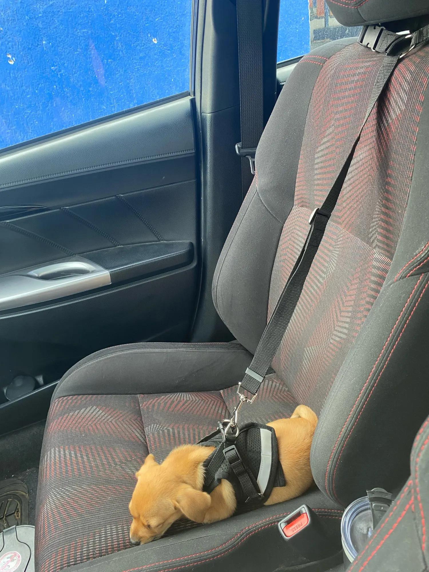 Adjustable Car Seat Belt - Keeping Your Dog Safe photo review