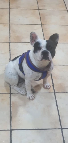 GlowSafe – Leuchtendes Halsband & Leine für maximale Sichtbarkeit bei Nacht photo review