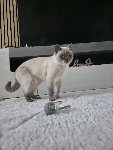 PawPulse™ Smart Motion Ball Deleted