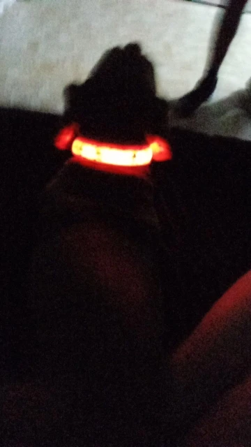 Glow Reflective Collar With The Unique Pattern photo review