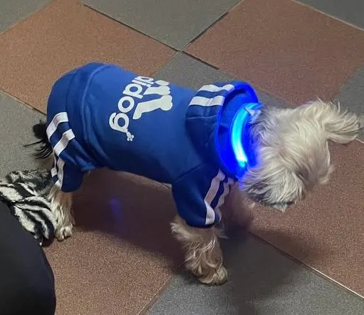 GlowSafe – Leuchtendes Halsband & Leine für maximale Sichtbarkeit bei Nacht photo review