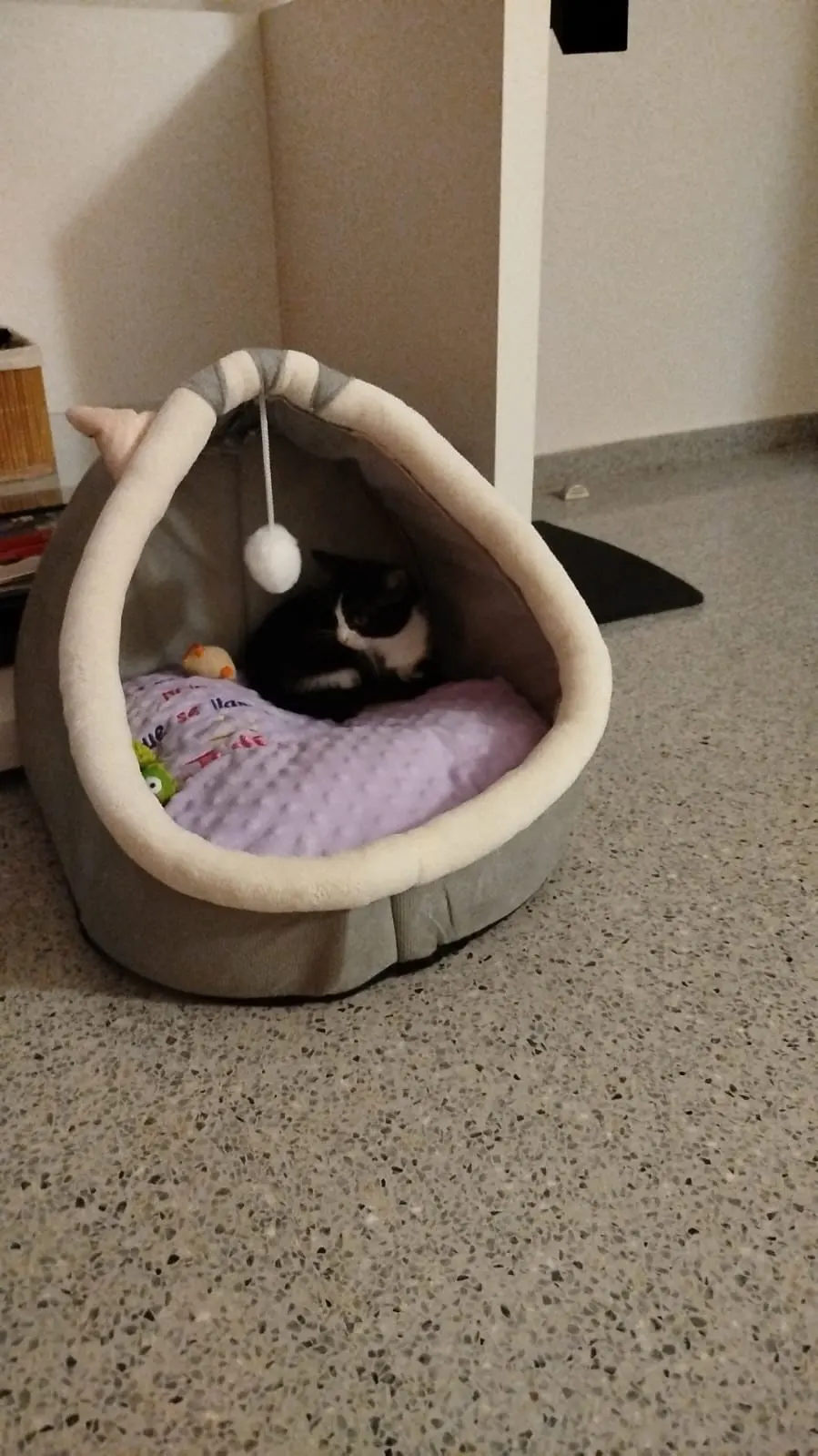 Cama para gatos de sueño profundo, cama para mascotas de dibujos animados, plegable, extraíble, lavable, cama para mascotas, alfombrilla para perros pequeños, bolsa, cueva, cama para gatos photo review