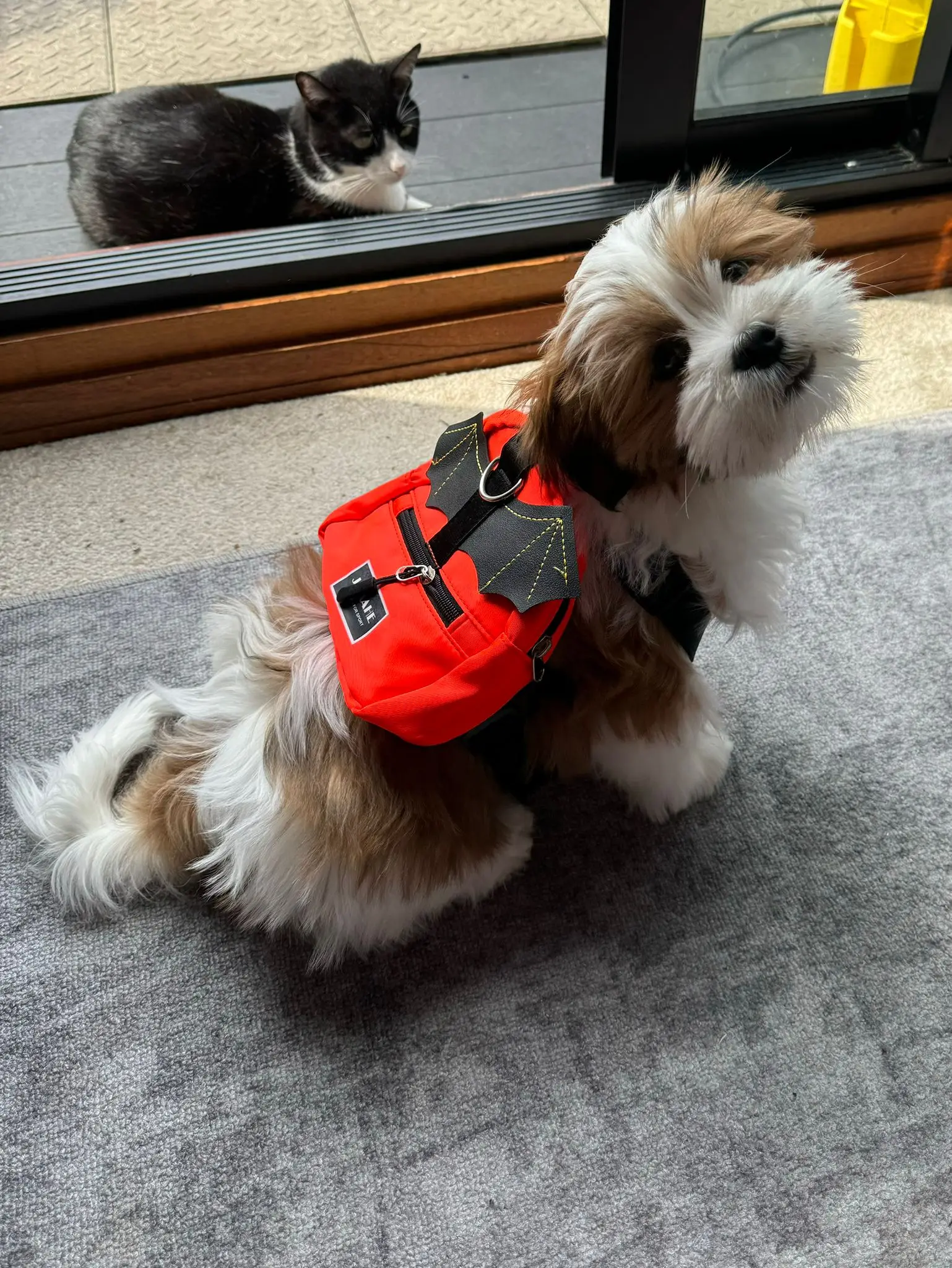 Paw Pack: Polyester Harness Pull Bag for Pet Adventures photo review