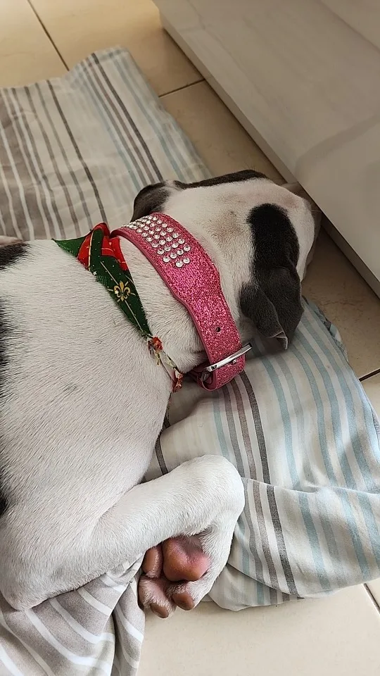 SparklePup, Rhinestone Leather Bling Collar for Your Stylish Sidekick photo review