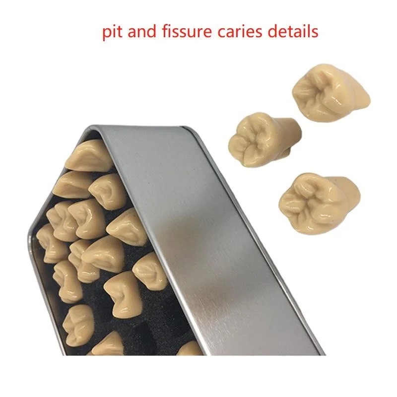 Carved Teeth Model Comparison Carving Tooth Model Dentist Dental