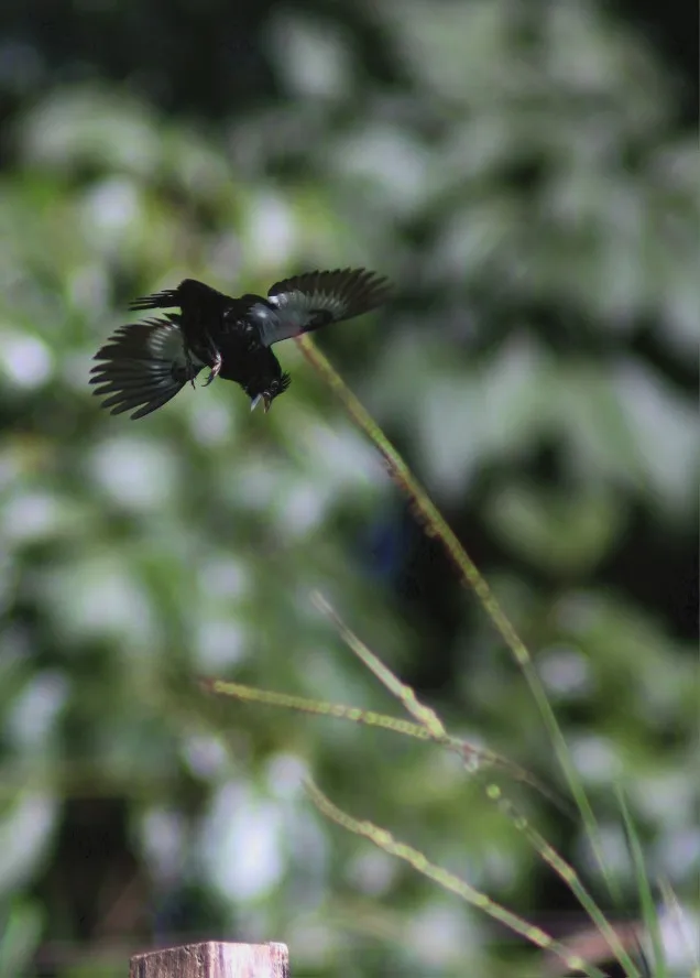 Lightdow 420-800mm F8.3-F16 Manual Zoom Telephoto Lens photo review