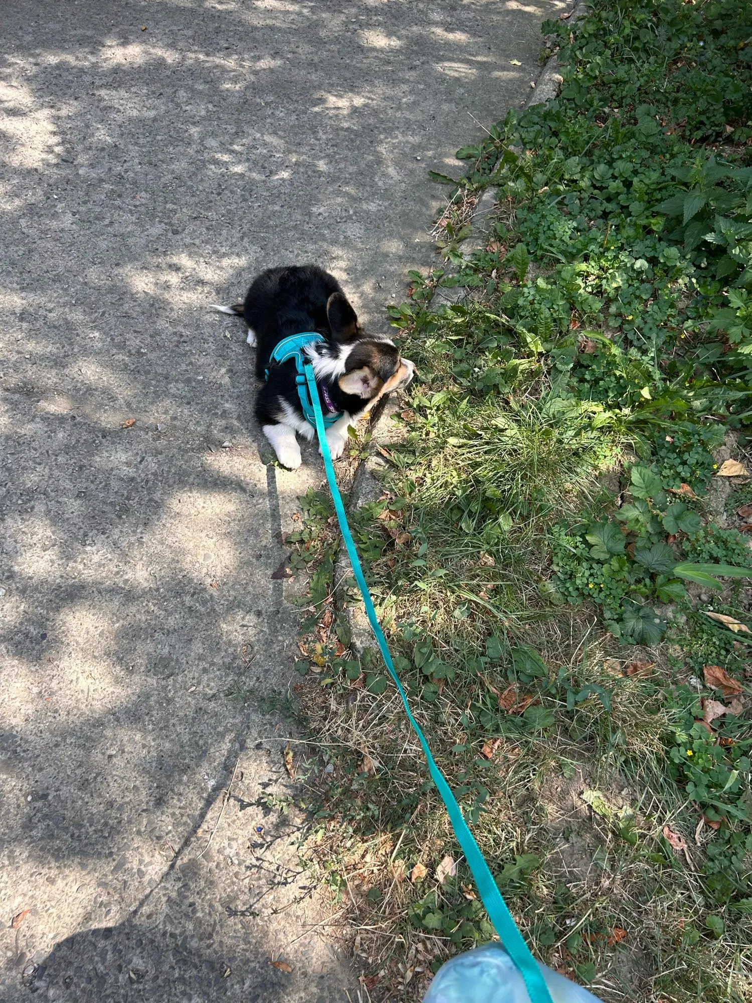 Halsband - Verstellbar, Reflektierend & Komfortabel für kleine Hunde und Katzen photo review