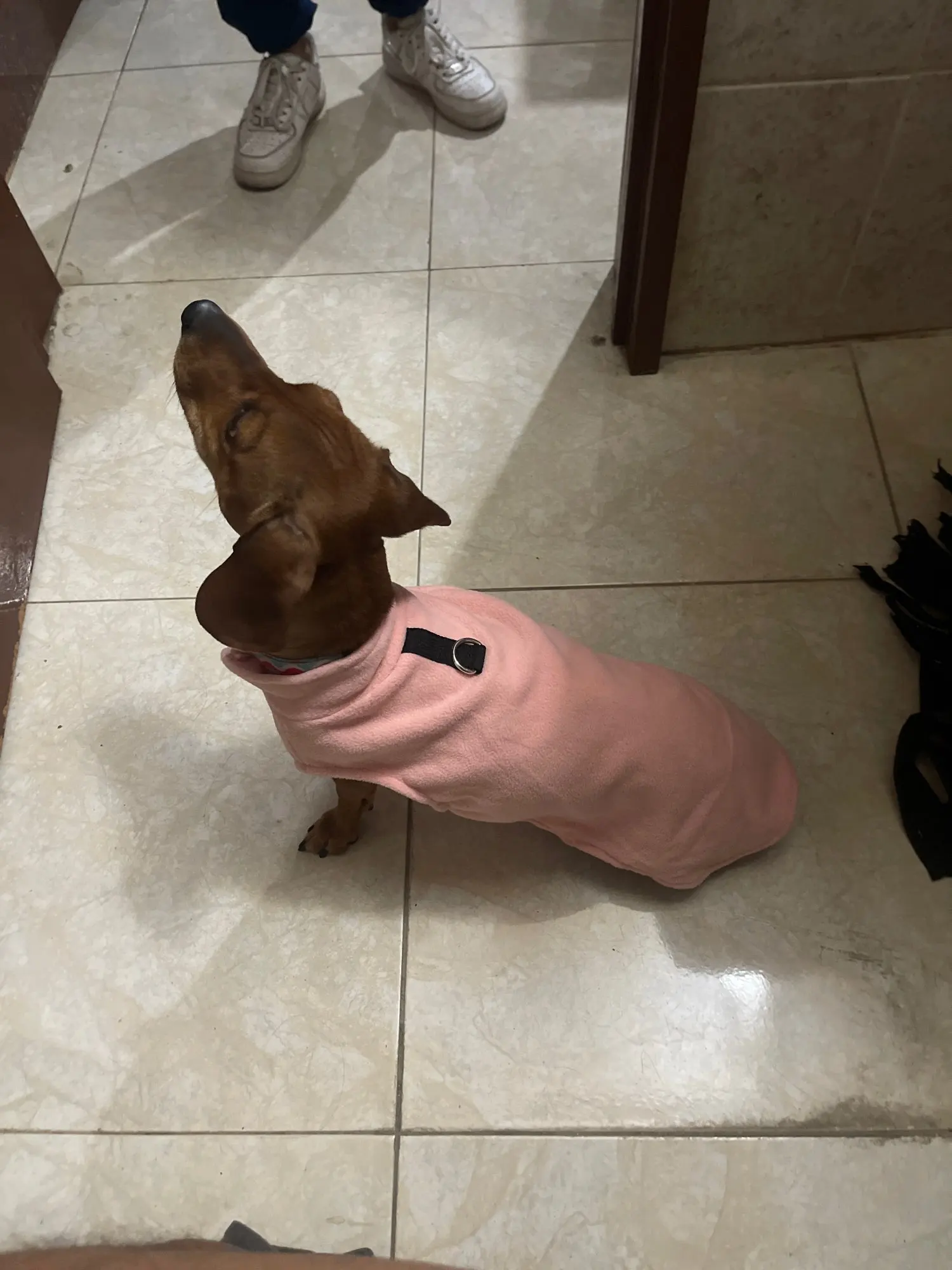 Cozy Canine Cloak: Warm Winter Vest for Small to Medium Dogs photo review