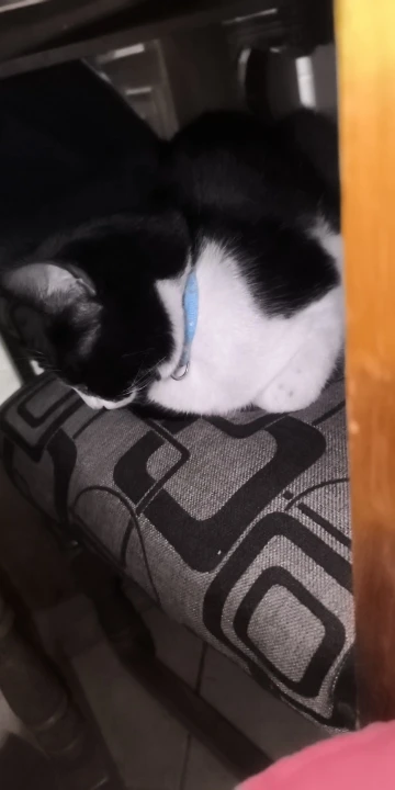 Coleira para Gatos e Cães com Sino – Estrelas e Lua