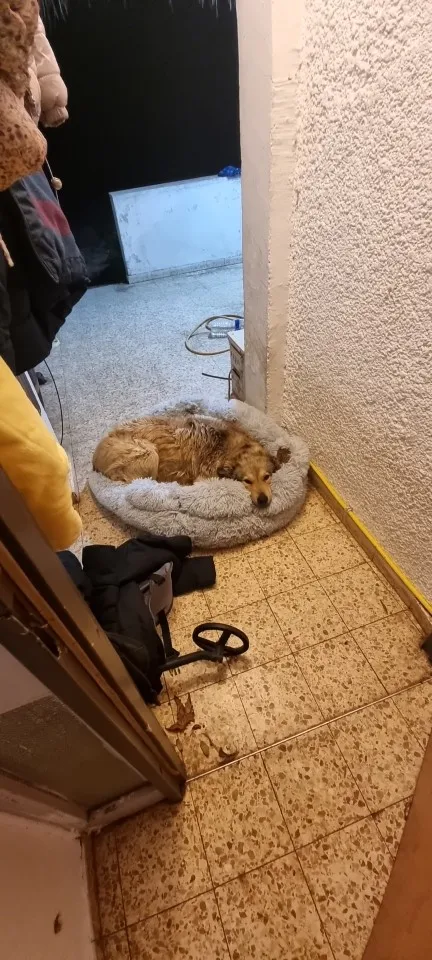 Snuggle Paws Sofa Bed: Cozy Comfort for Pets of All Sizes photo review