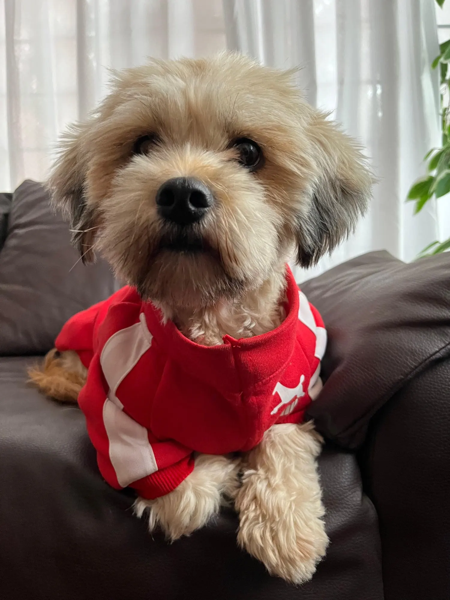 Chamarra Para Perro "POMA"