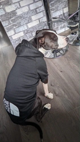 Sudadera Para Perros "THE DOG FACE"