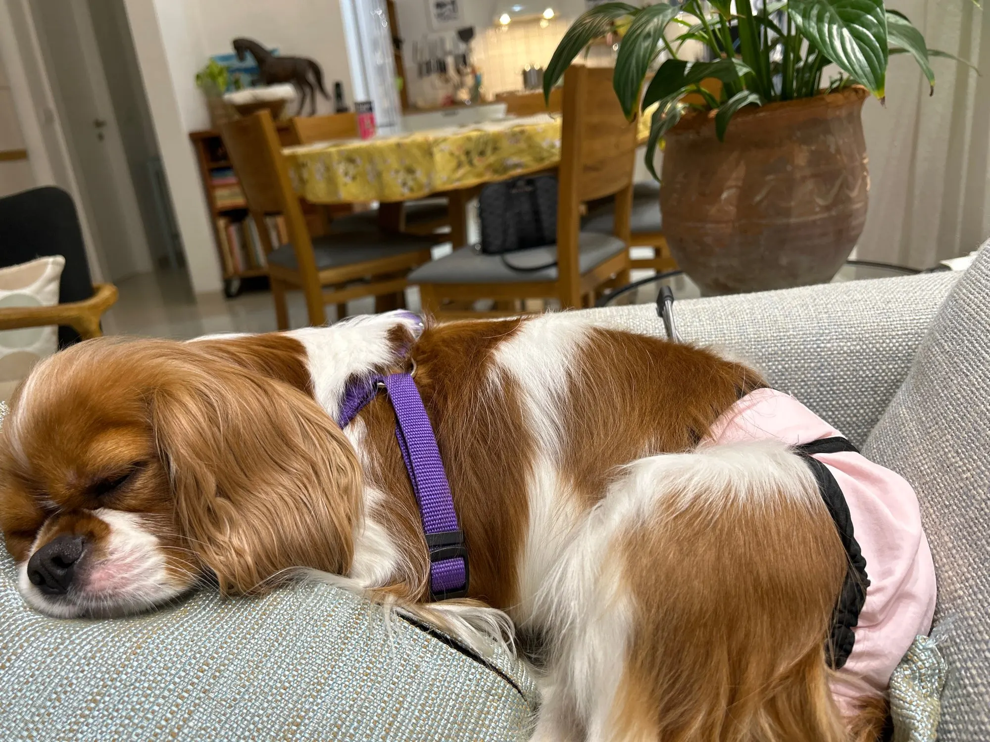 Comfy Paws Washable Doggie Diaper: Stylish & Absorbent Pet Panties photo review