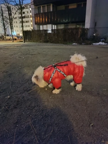 Winter Coat with Built-in Harness: Thick Cotton Down Jacket for Small to Medium Dogs, Perfect for Chihuahuas photo review