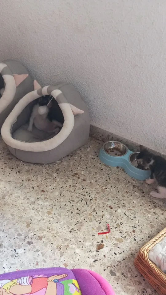 Cama para gatos de sueño profundo, cama para mascotas de dibujos animados, plegable, extraíble, lavable, cama para mascotas, alfombrilla para perros pequeños, bolsa, cueva, cama para gatos photo review