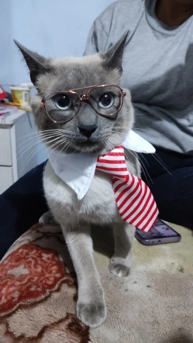Festive Feline: Adjustable Striped Bow Tie Collar for Stylish Cats photo review