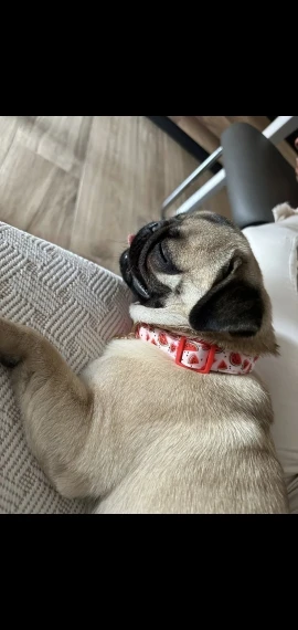 CP602/611--fruit pattern Pet dog collar with Fruit metal pendant do for Cat Puppy Dog photo review