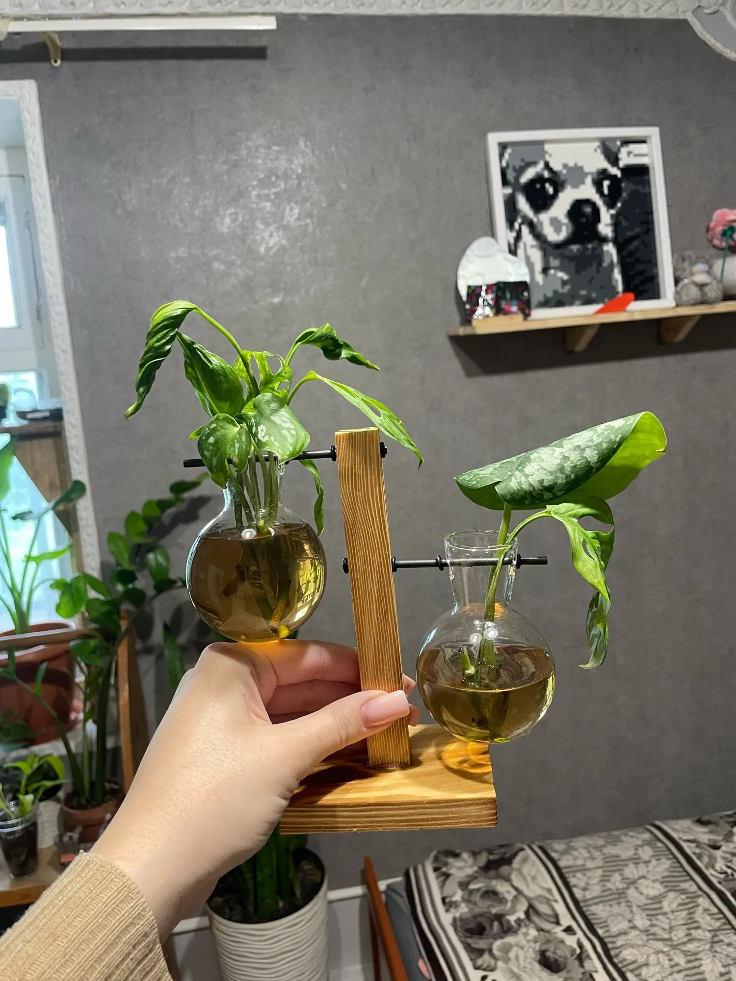 Hydroponic Plant Terrarium Vase photo review