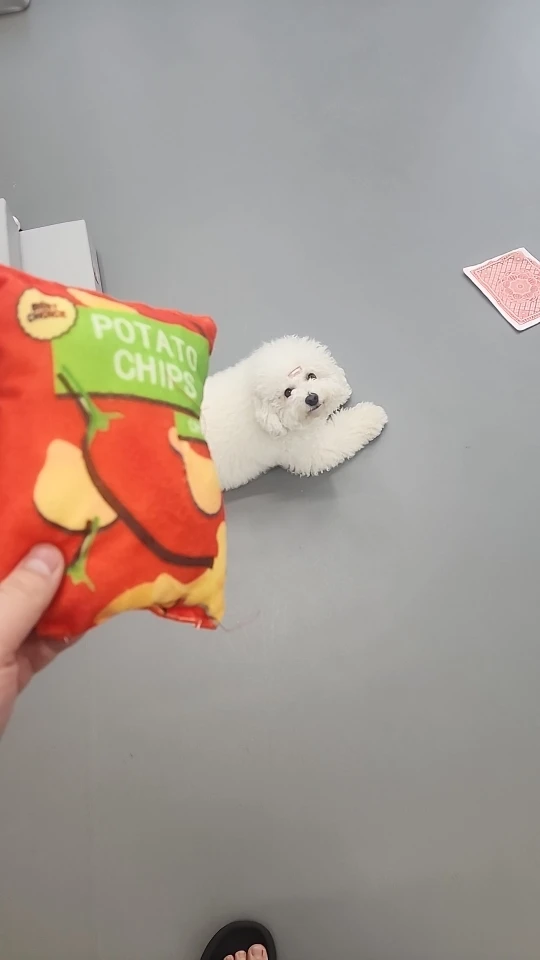 Plush Potato Chips Dog Toy, customer photo
