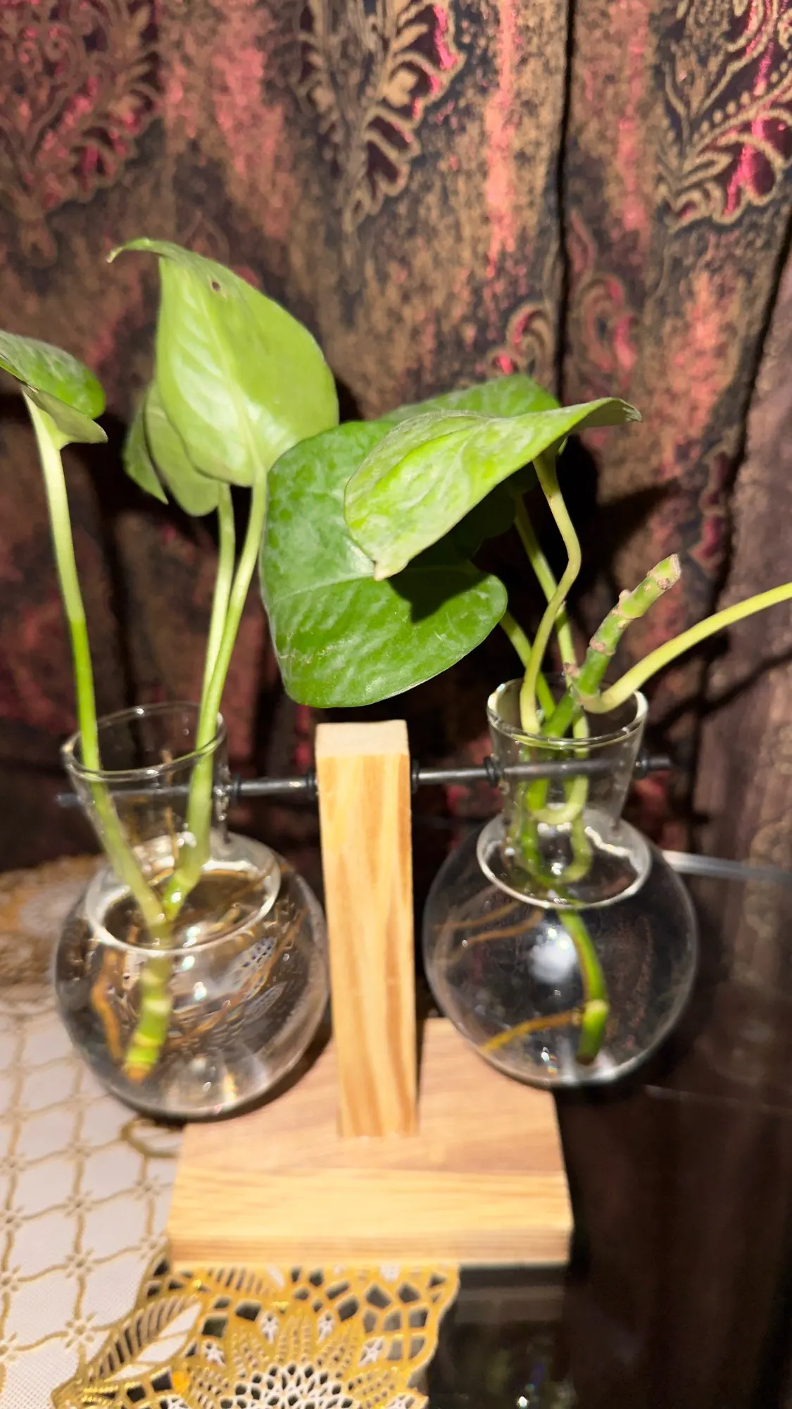 Hydroponic Plant Terrarium Vase photo review
