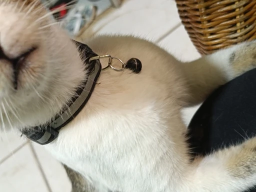 2Pcs/Pack 12 Colors Reflective Adjustable Cats And Small Dogs Collars photo review