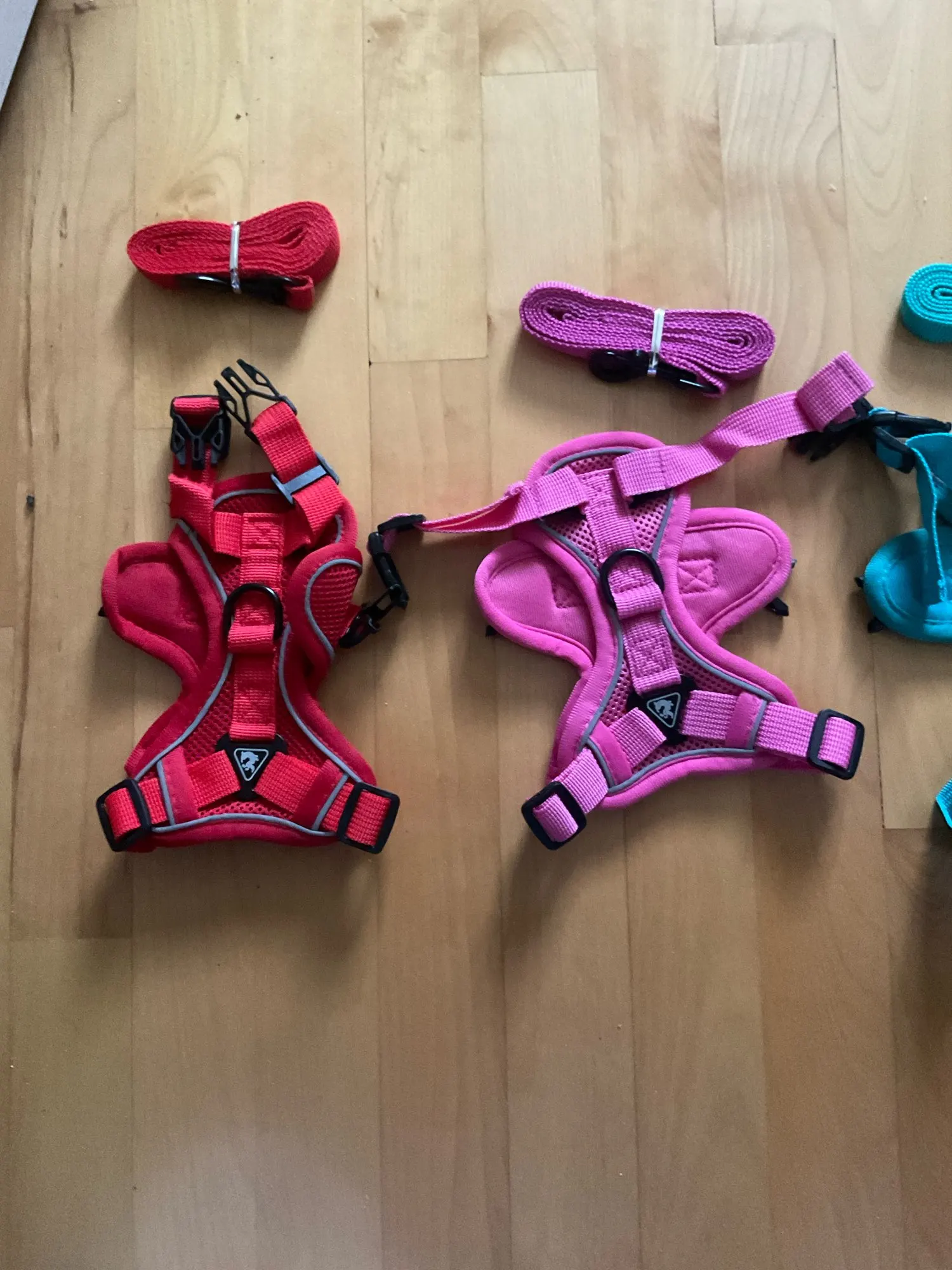 Halsband - Verstellbar, Reflektierend & Komfortabel für kleine Hunde und Katzen photo review