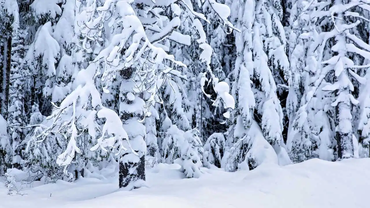 LinxOne painting on the ice of the snow trees / house / interior / gift ...