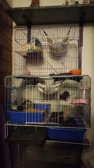 Hamac rongeur photo review