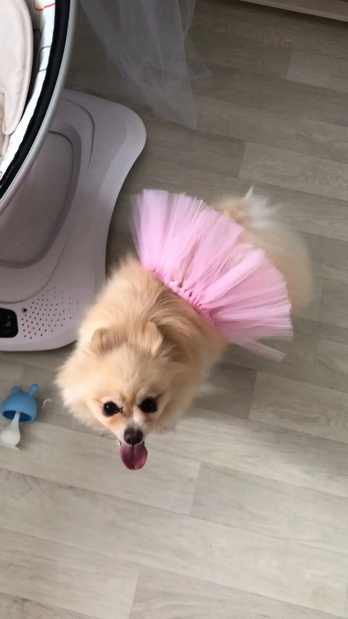 Elegant And Noble Princess Skirt For Dogs photo review