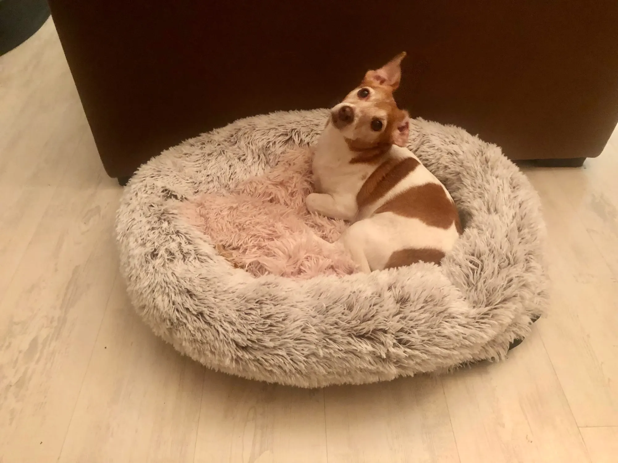 Snuggle Haven: Soft Washable Pet Blanket Mat for Dogs and Cats photo review