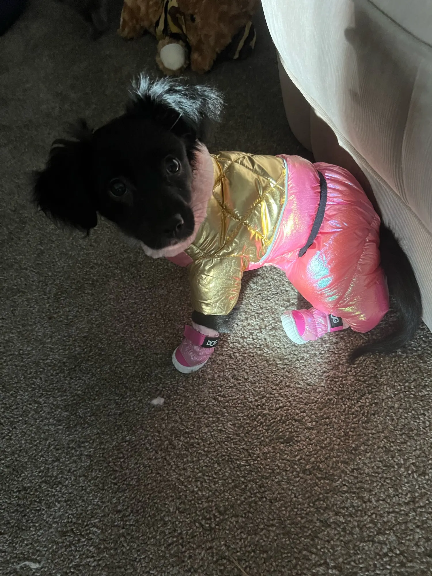 Snow Paws Winter Jumpsuit: Cozy Waterproof Snowsuit for Your Stylish Pup photo review