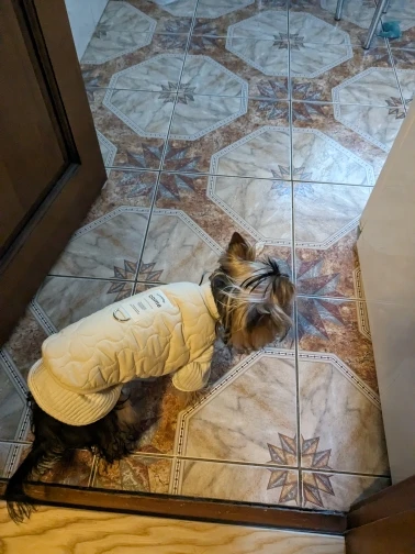 Golden Winter Warmth, Vest Coat with D-Ring for Your Pup photo review