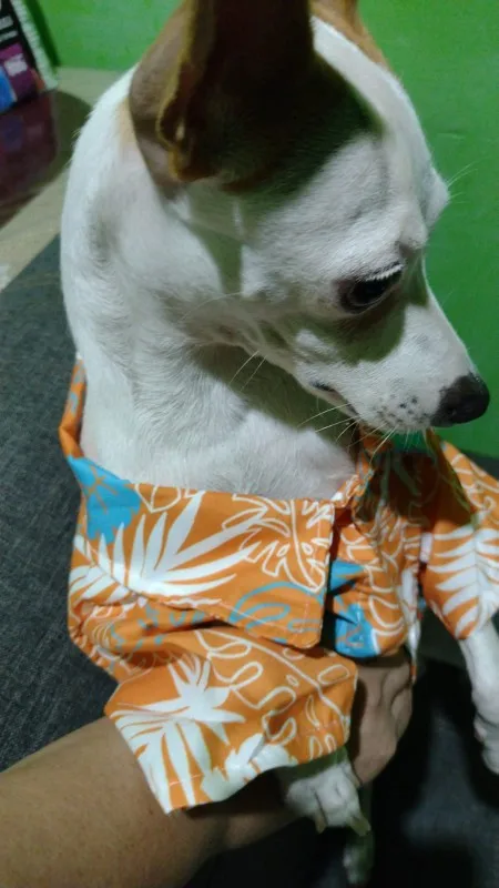 Summer Hawaiian Dog Shirt – Fashionable Beach Vest with Coconut Print