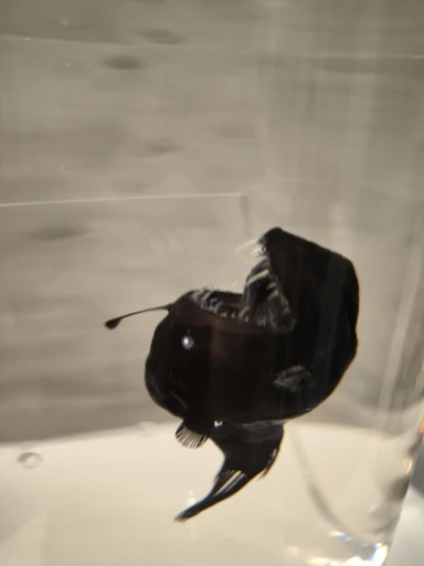 Phomemo-impresora de etiquetas Q30, Mini impresora térmica de bolsillo, fabricante de etiquetas, pegatina inalámbrica, impresora portátil de bolsillo, varias etiquetas de papel photo review