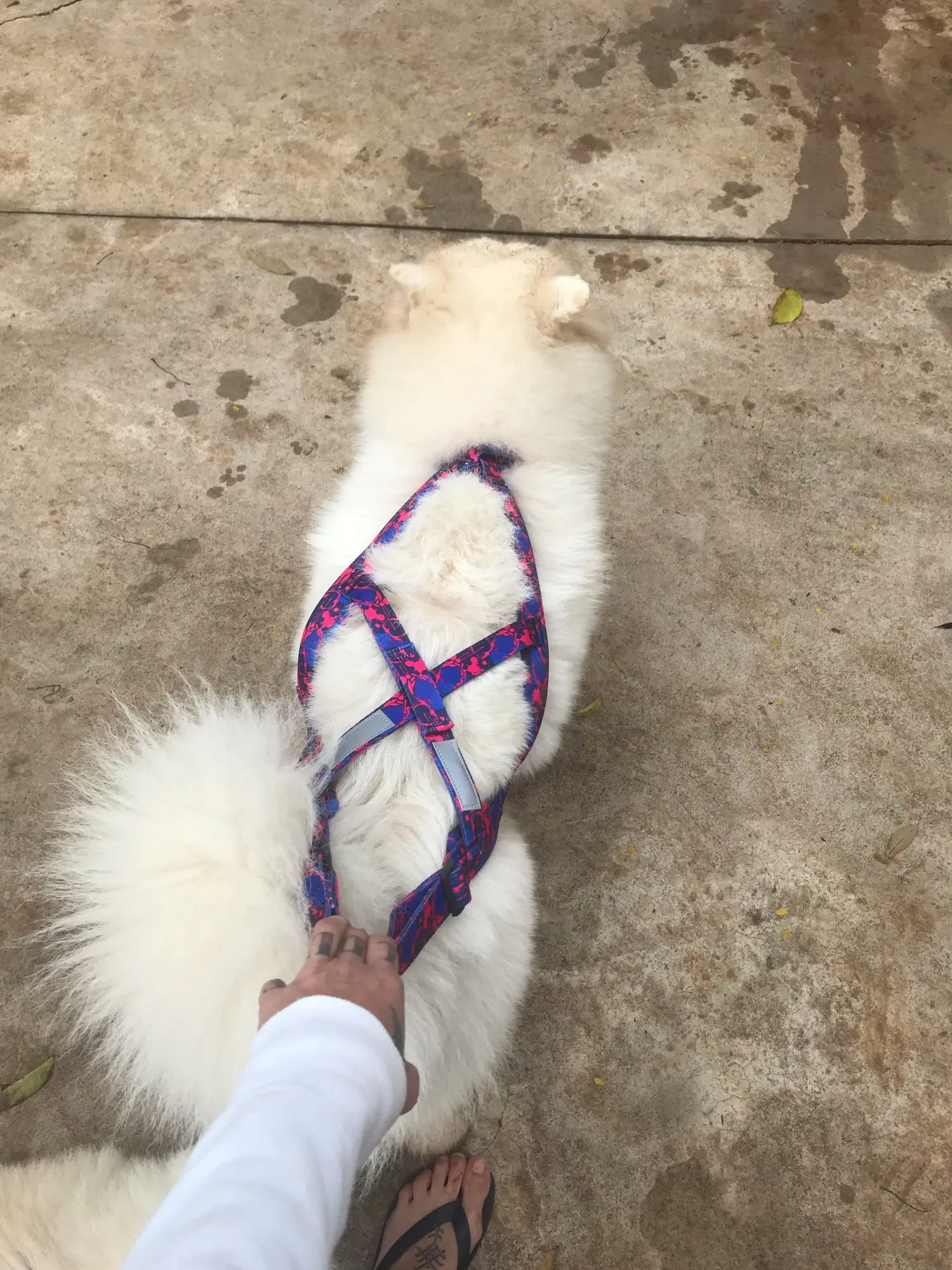 Adventure Paws Sledding Harness: Durable & Reflective Training Gear for Medium to Large Dogs photo review