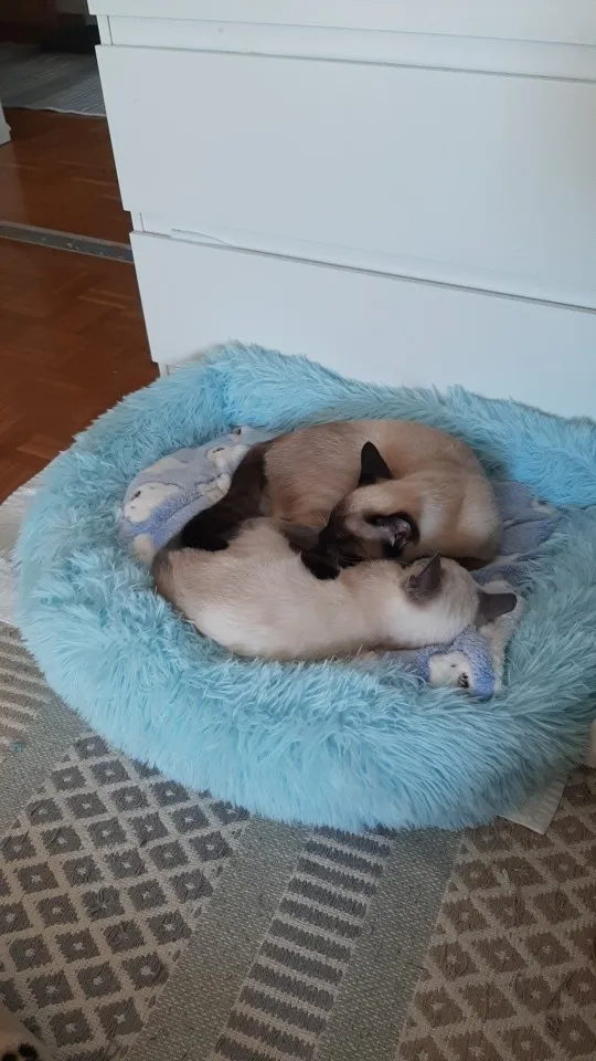 Snuggle Paws Plush Pet Bed: Cozy Comfort for Dogs and Cats of All Sizes photo review