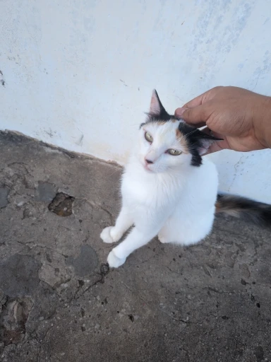 Joelheira De Compressão Articulada Com Cintas Cruzadas Tensor Articulado photo review