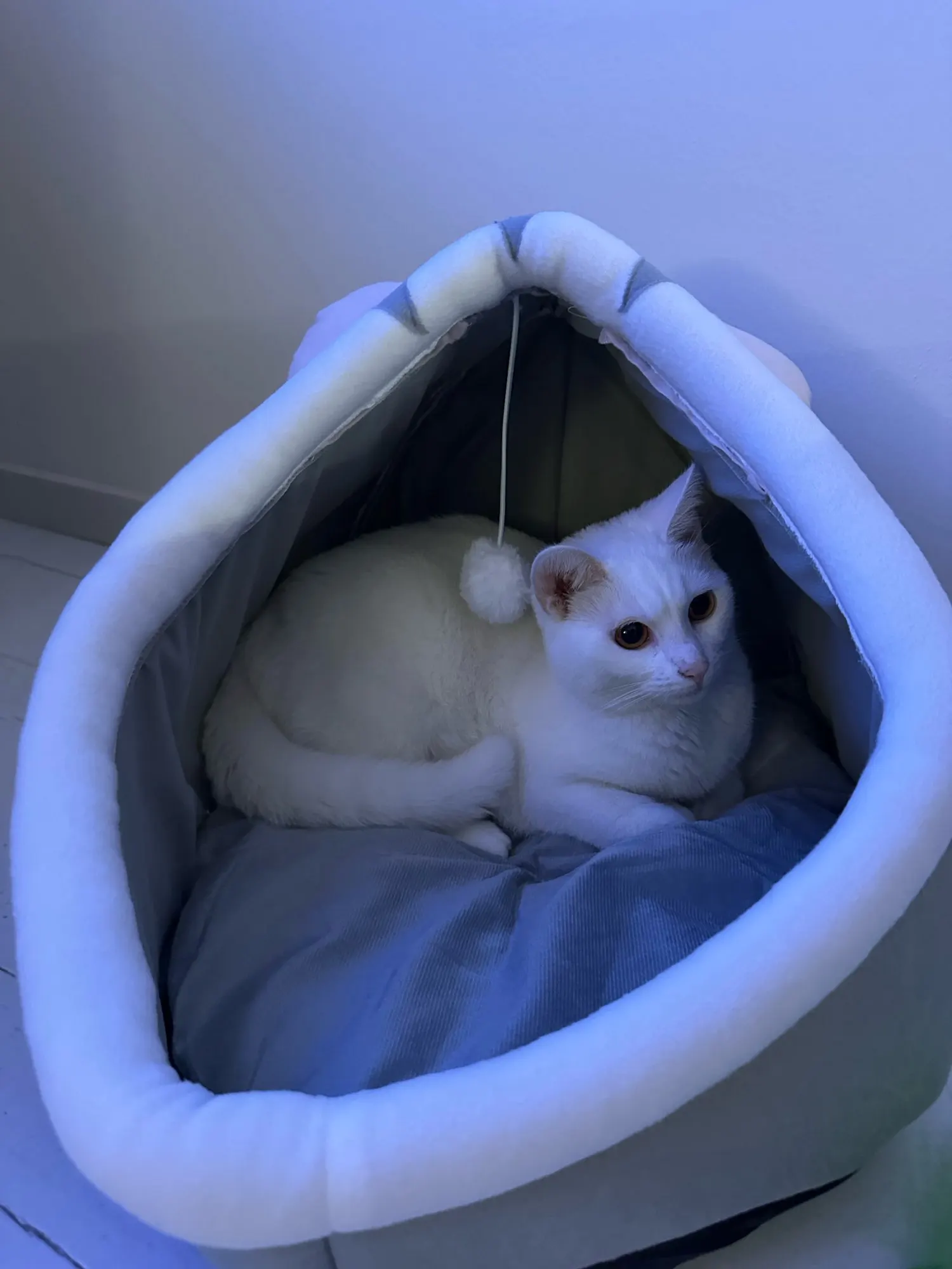Cat Toys | Mouse Shape toys | Foldable Cat Toys । Cat & Dog Toys | ATOZBY photo review