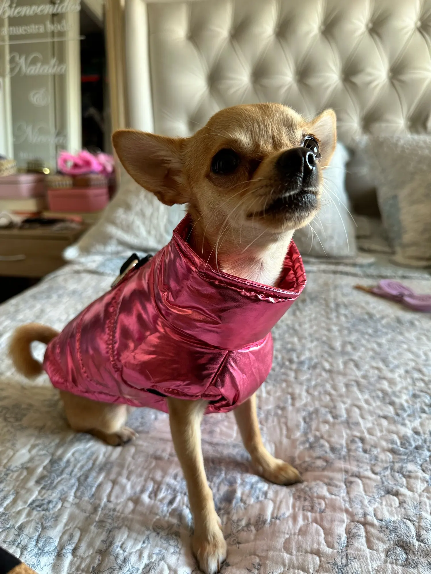 Pawfect Protection: Waterproof Winter Vest for Petite Pups photo review